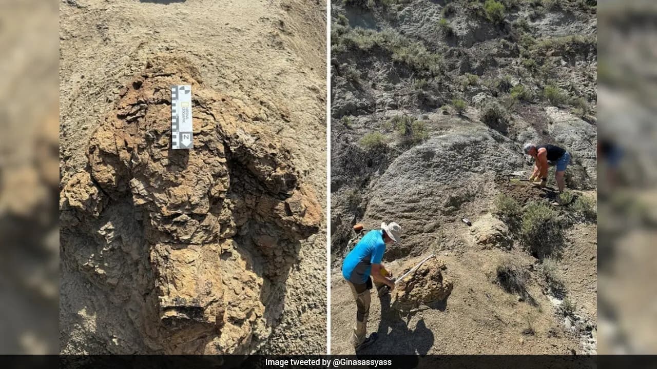 First Known Trail Of Adult T Rex Footprints Found, Reveals How Fast The Dinosaur Moved